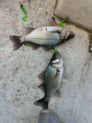 Fishing in Denver, North Carolina