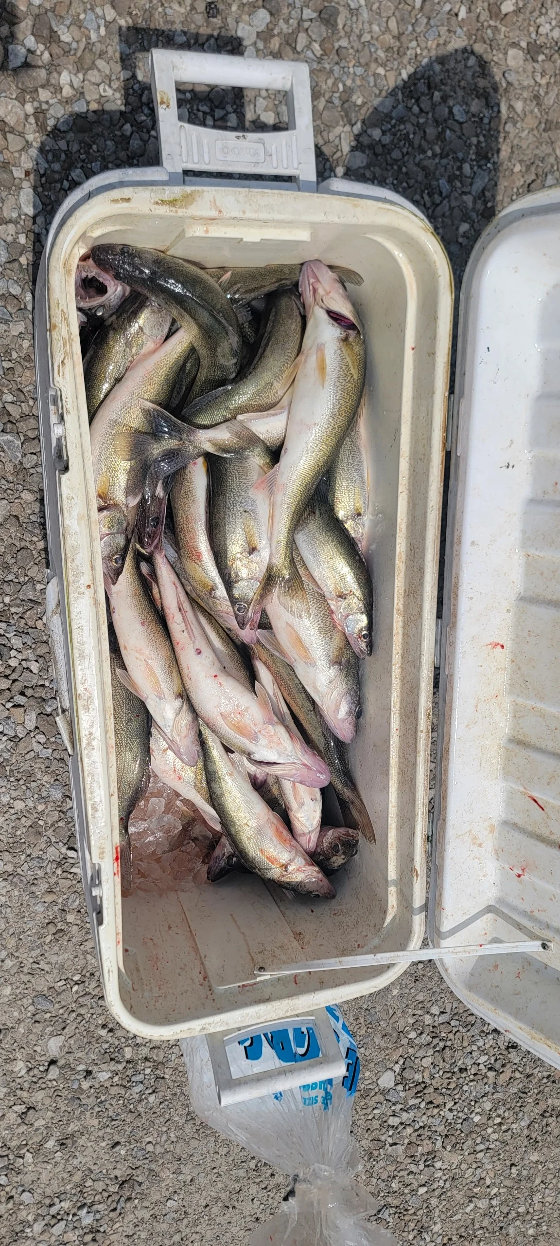 Walleye Fishing in Port Clinton, Ohio