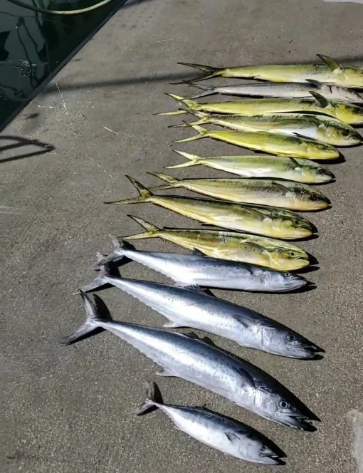 King Mackerel / Kingfish, Mahi Mahi / Dorado Fishing in Hillsboro Beach, Florida