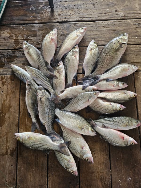 Fishing in Kingston, Oklahoma