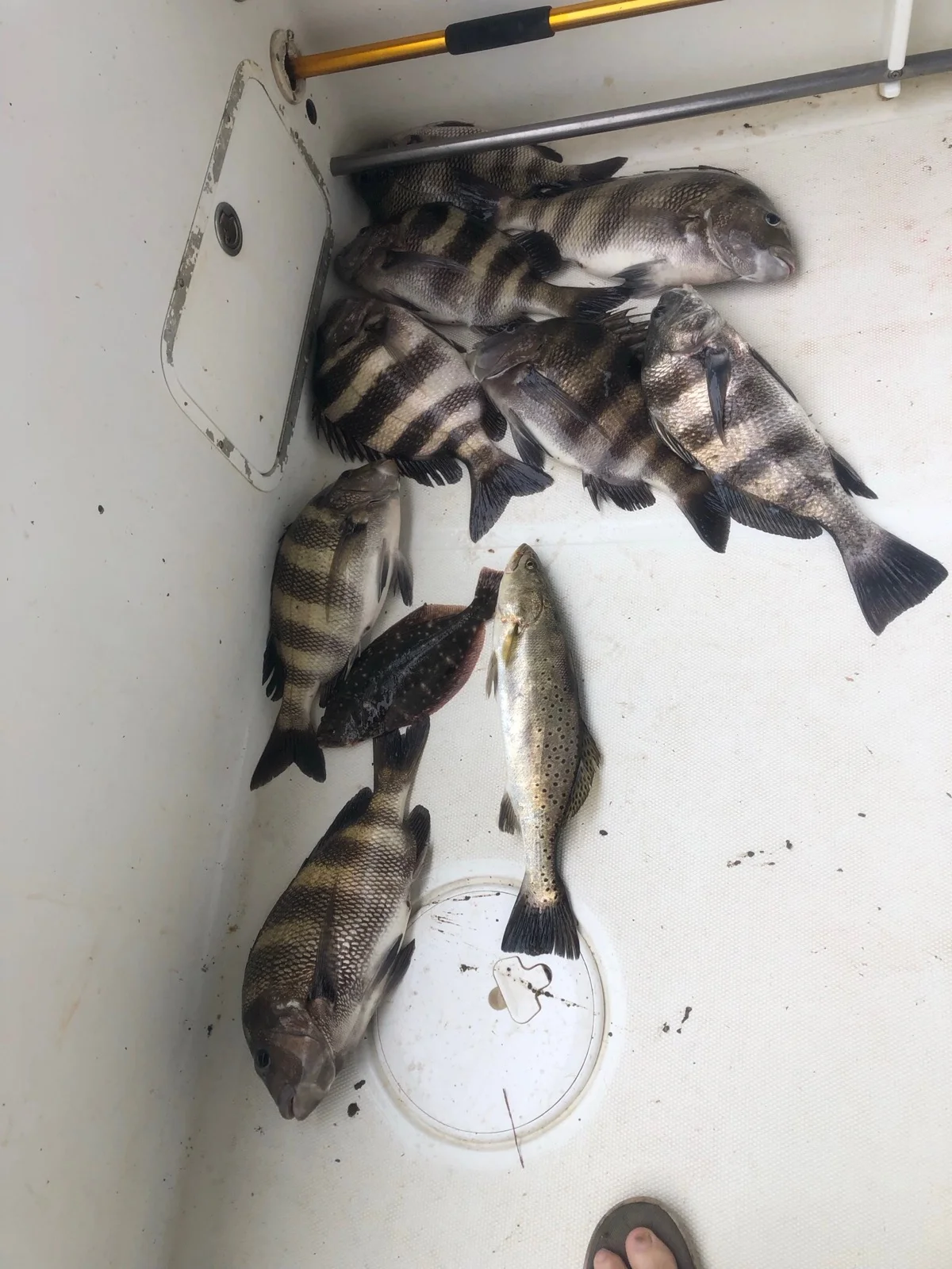 Black Drum, Redfish Fishing in