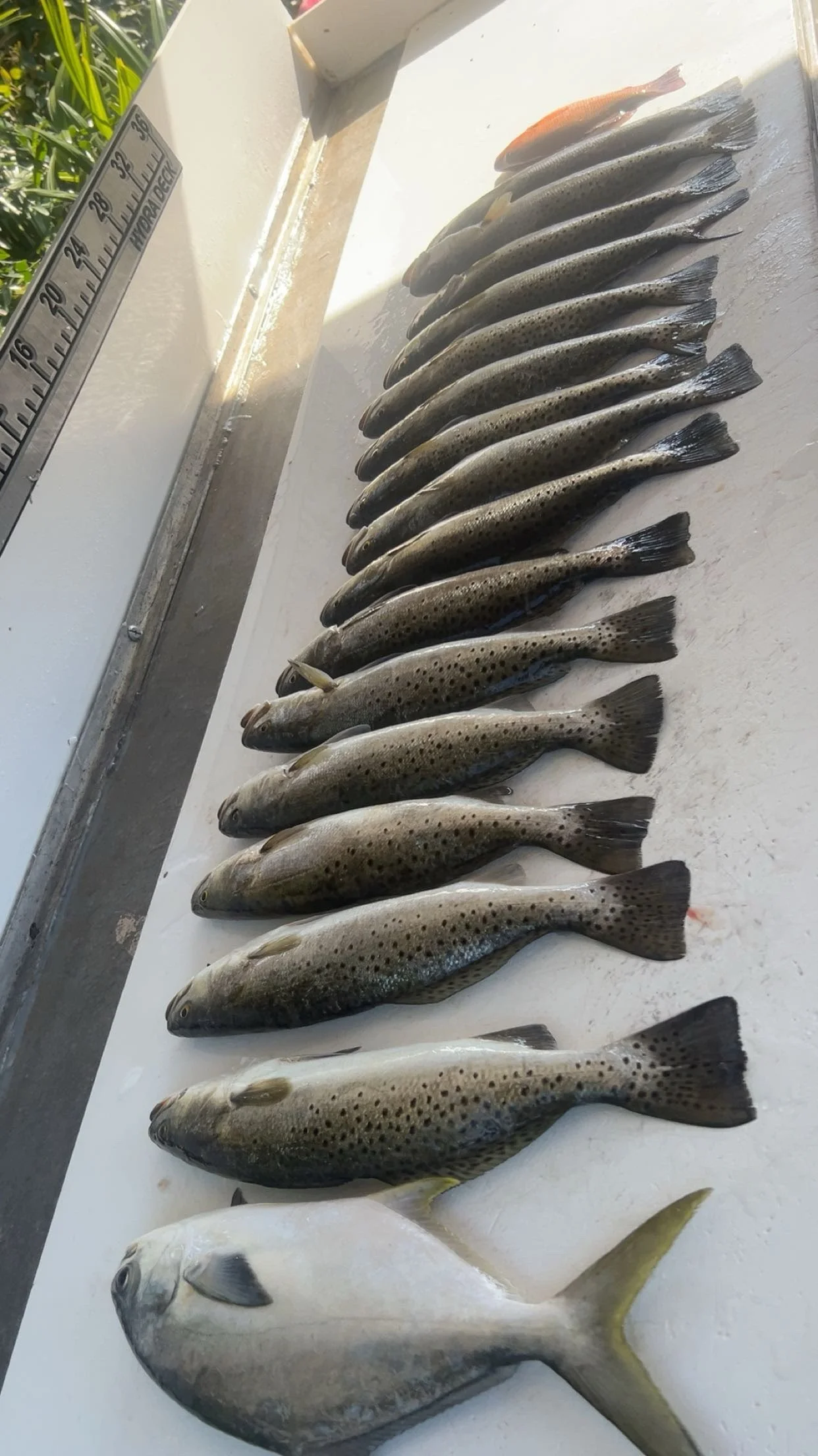 Fishing in Crystal River, Florida