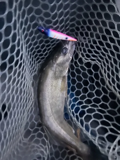 Walleye Fishing in Port Clinton, Ohio
