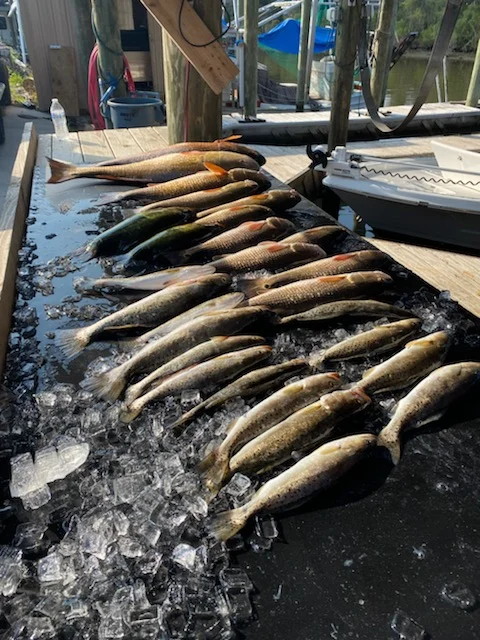 Speckled Trout / Spotted Seatrout Fishing in Yscloskey, Louisiana