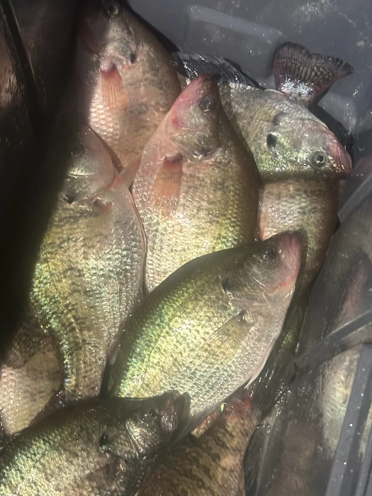 Fishing in Ridgeland, Mississippi