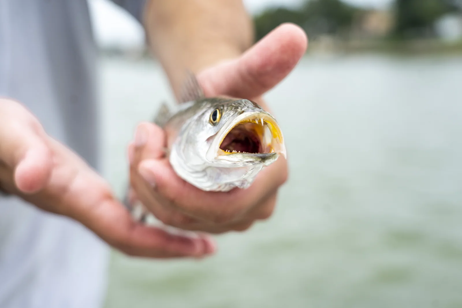 Galveston