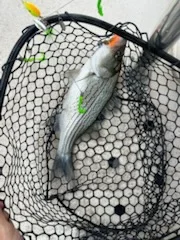 Fishing in Denver, North Carolina
