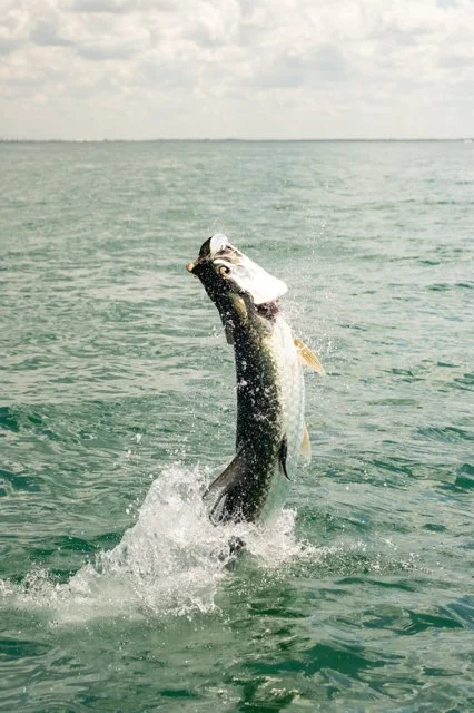 Fishing in St. Petersburg, Florida
