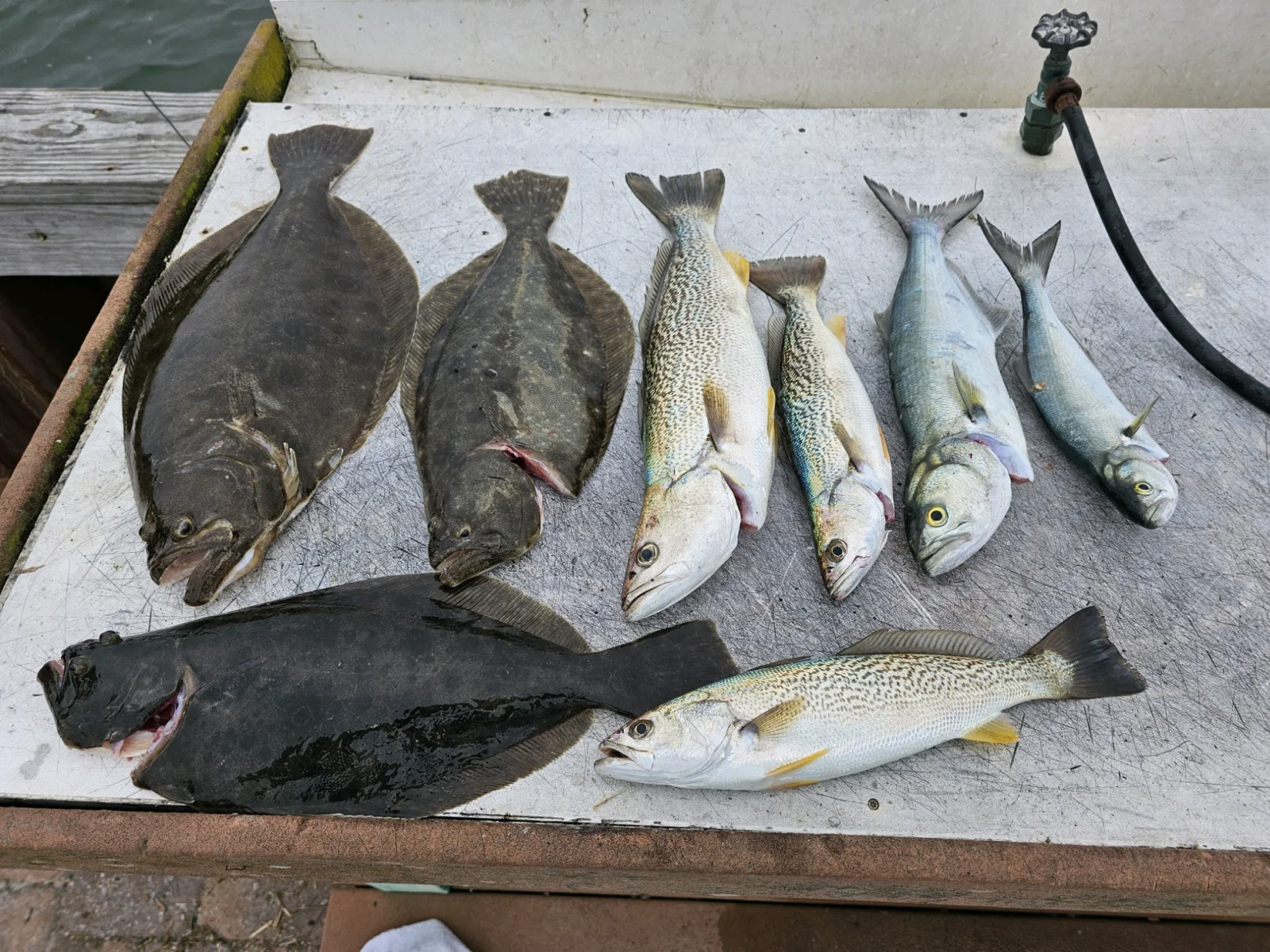 Flounder Fishing in Stone Harbor, New Jersey