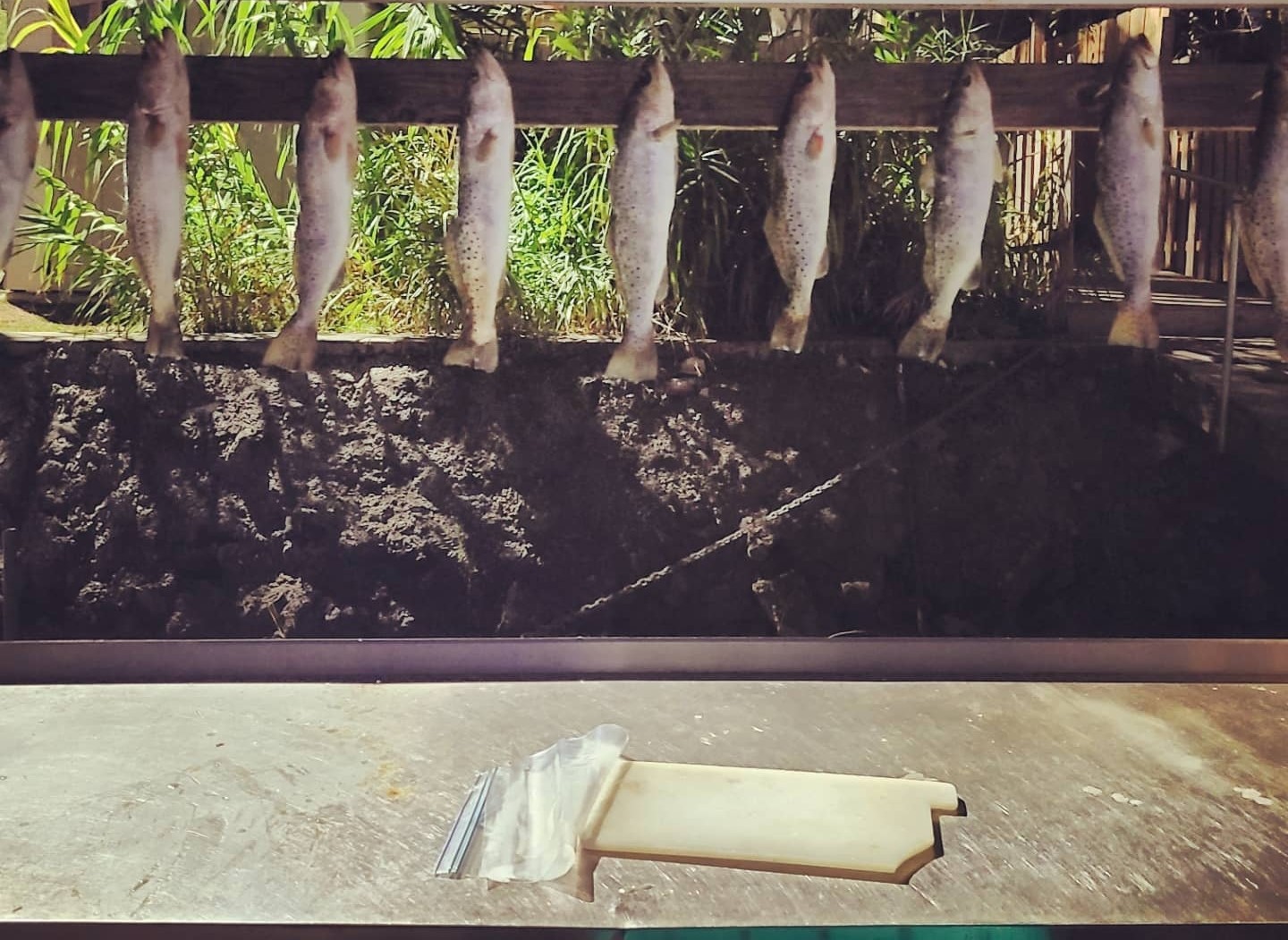Speckled Trout Fishing in Crystal River, Florida