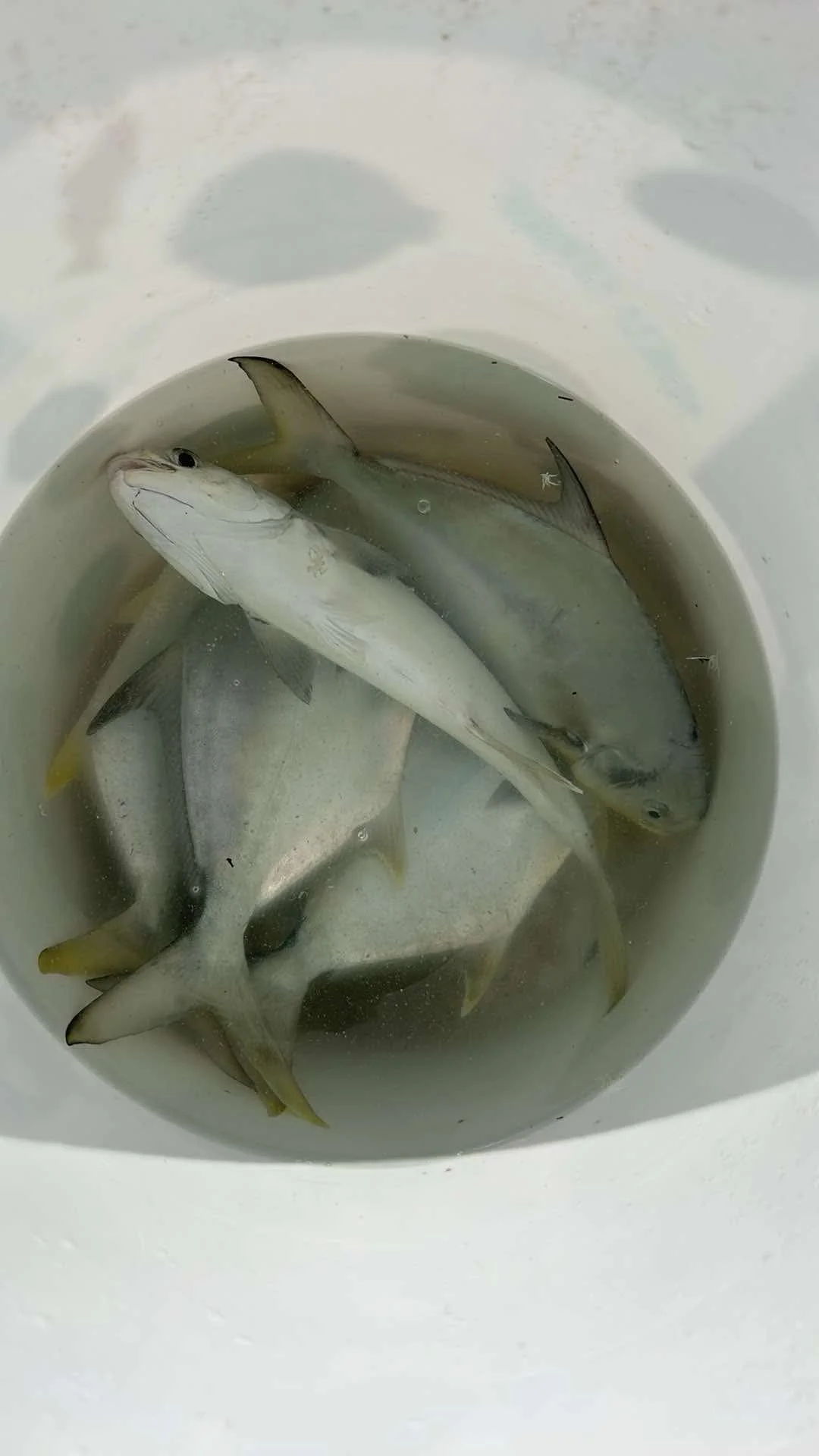 Fishing in Niceville, Florida