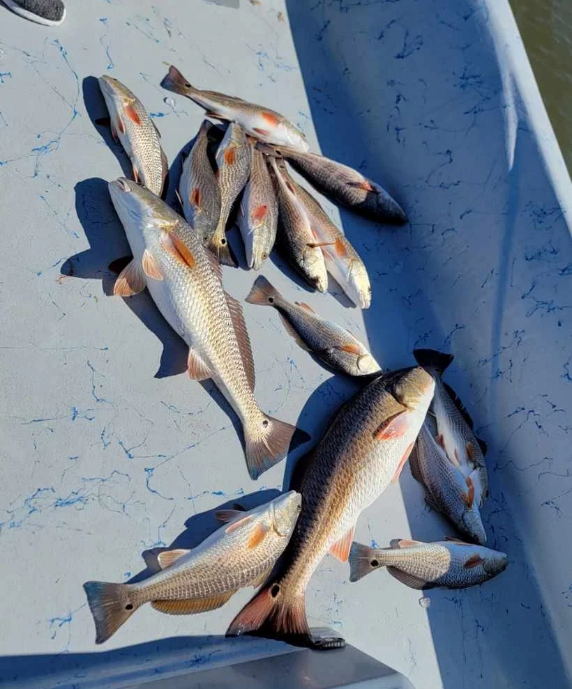 Black Drum, Redfish, Sheepshead Fishing in Golden Meadow, Louisiana