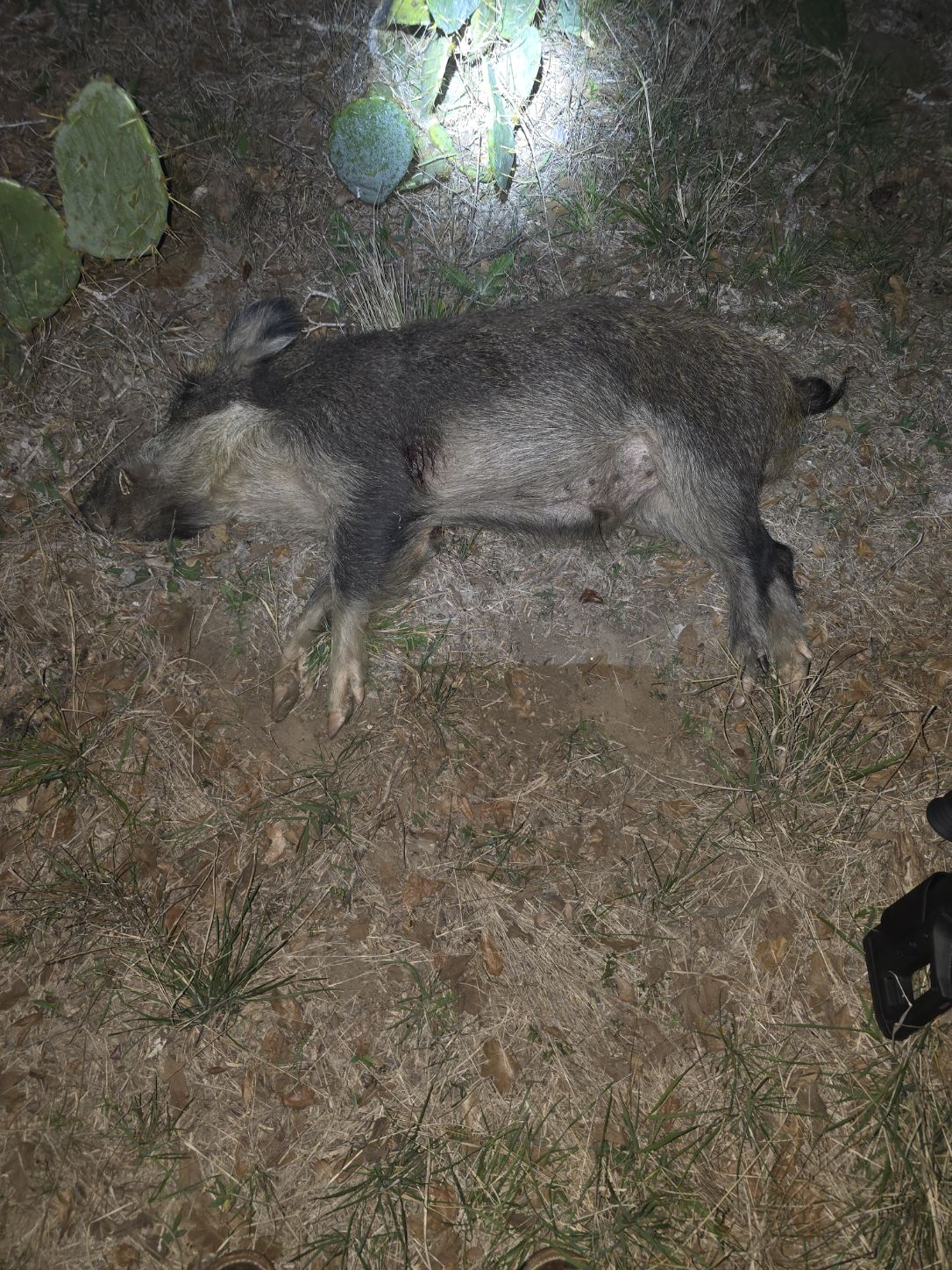 Hunting in Smiley, Texas