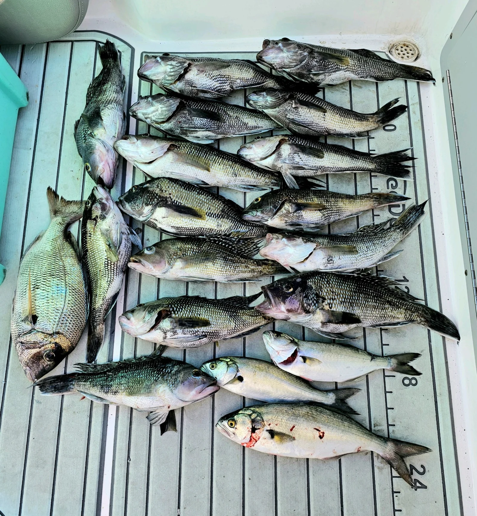 Scup Fishing in Stone Harbor, New Jersey