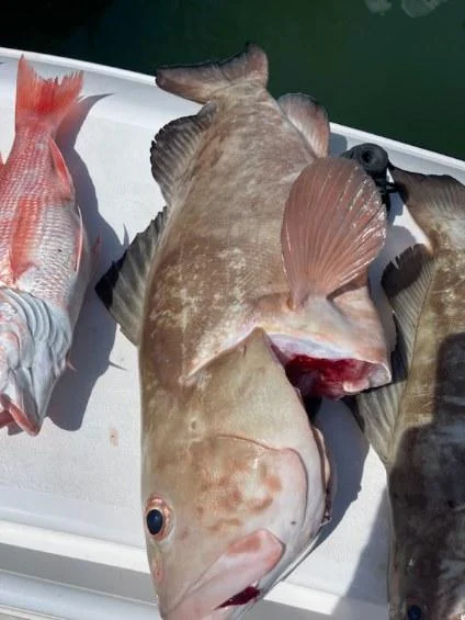 Gag Grouper Fishing in Clearwater, Florida