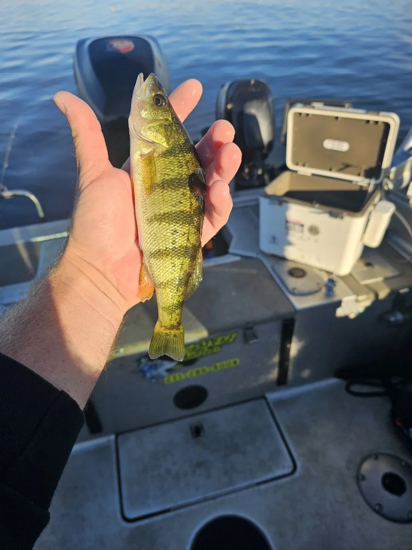 Perch Fishing in