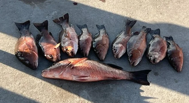 Mahi Mahi Fishing in Port Aransas, Texas