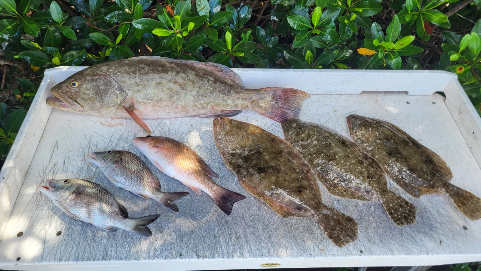 Fishing in St. Petersburg, Florida