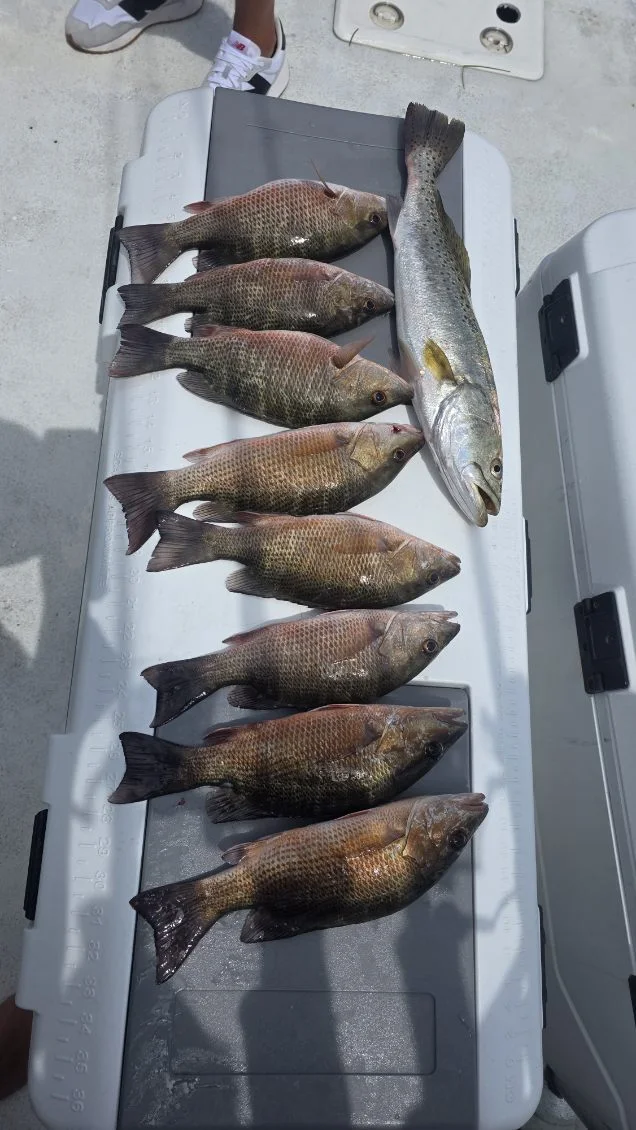 Fishing in Sarasota, Florida