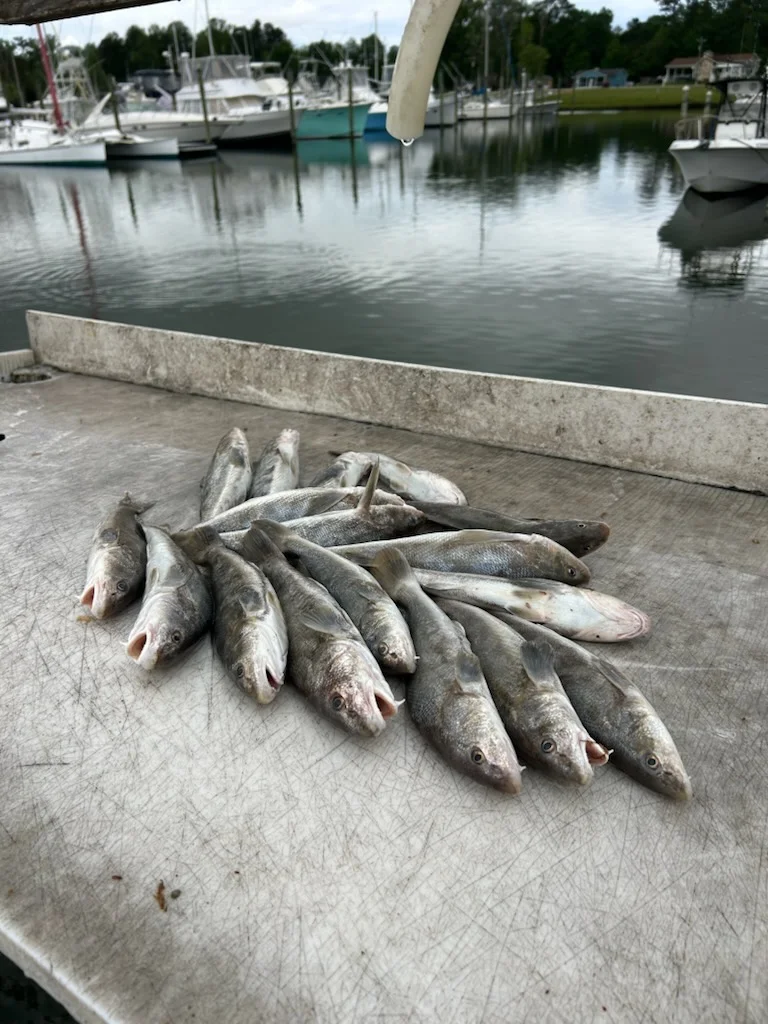 Fishing in Beaufort, North Carolina
