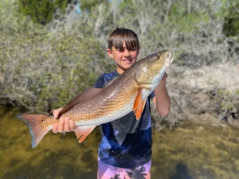 Mangrove Snapper, Sheepshead Fishing in St. Petersburg, Florida