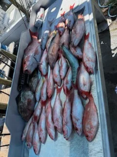 Gag Grouper Fishing in Panama City, Florida