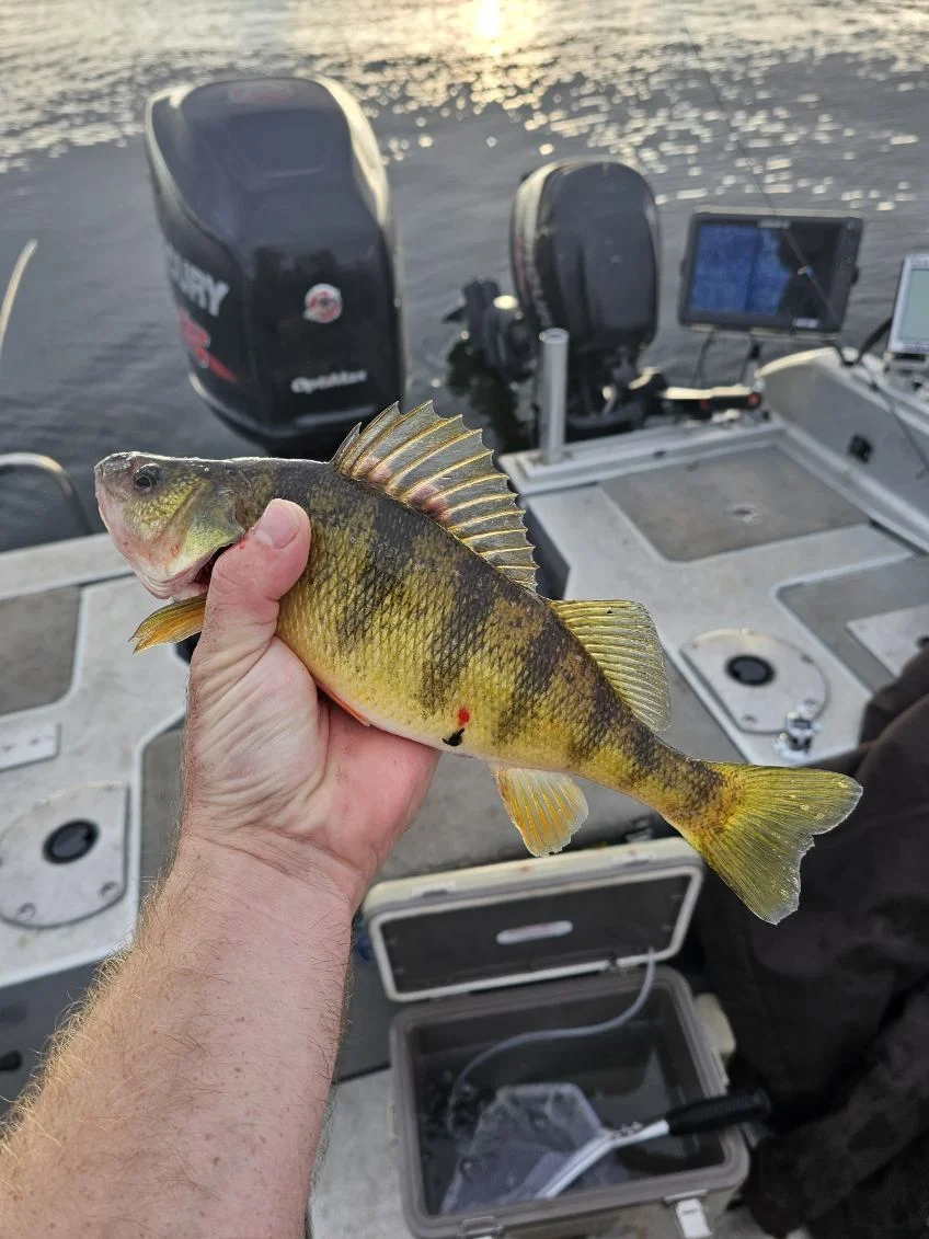 Perch Fishing in