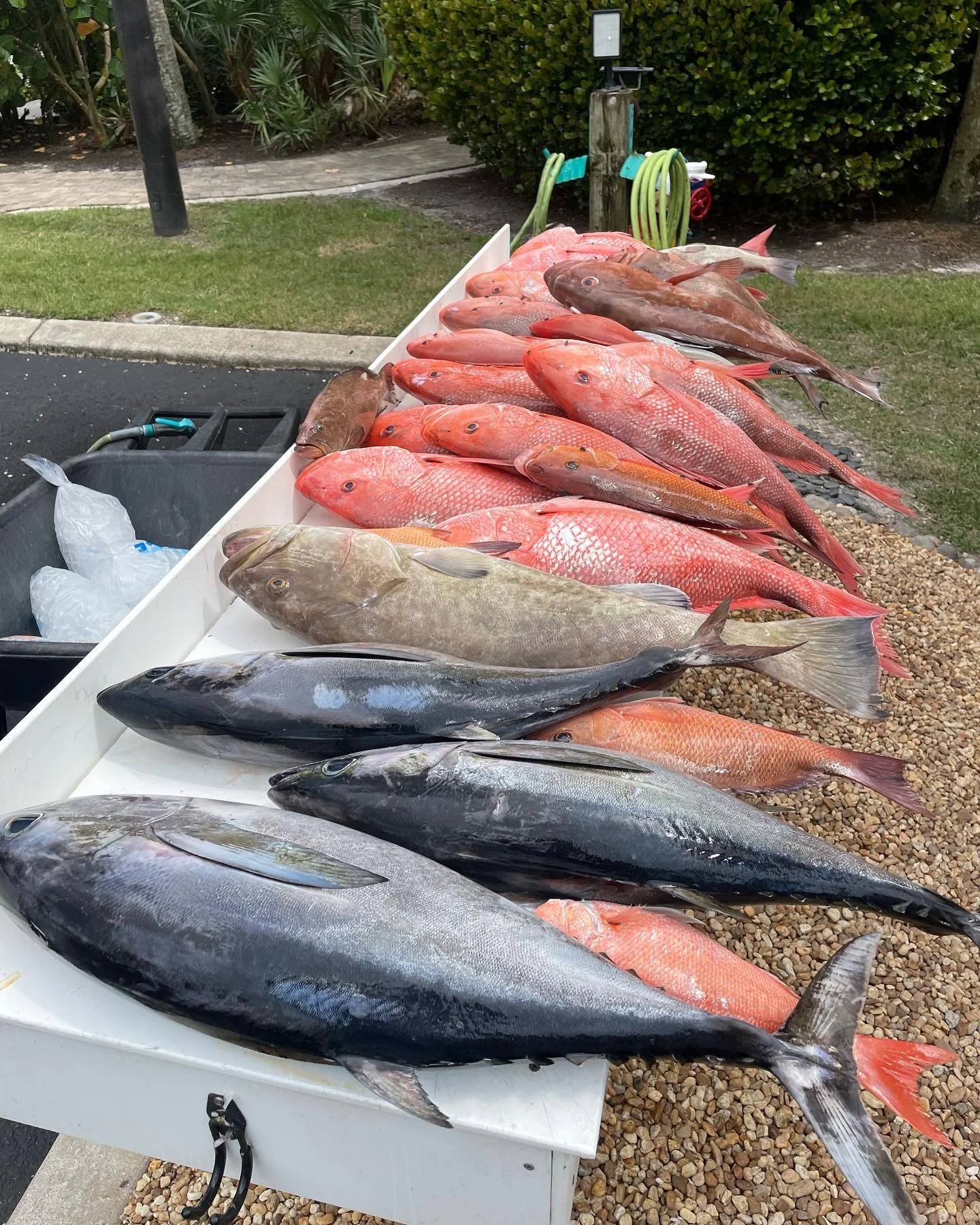 Albacore Tuna, Red Grouper, Red Snapper fishing in Sarasota, Florida