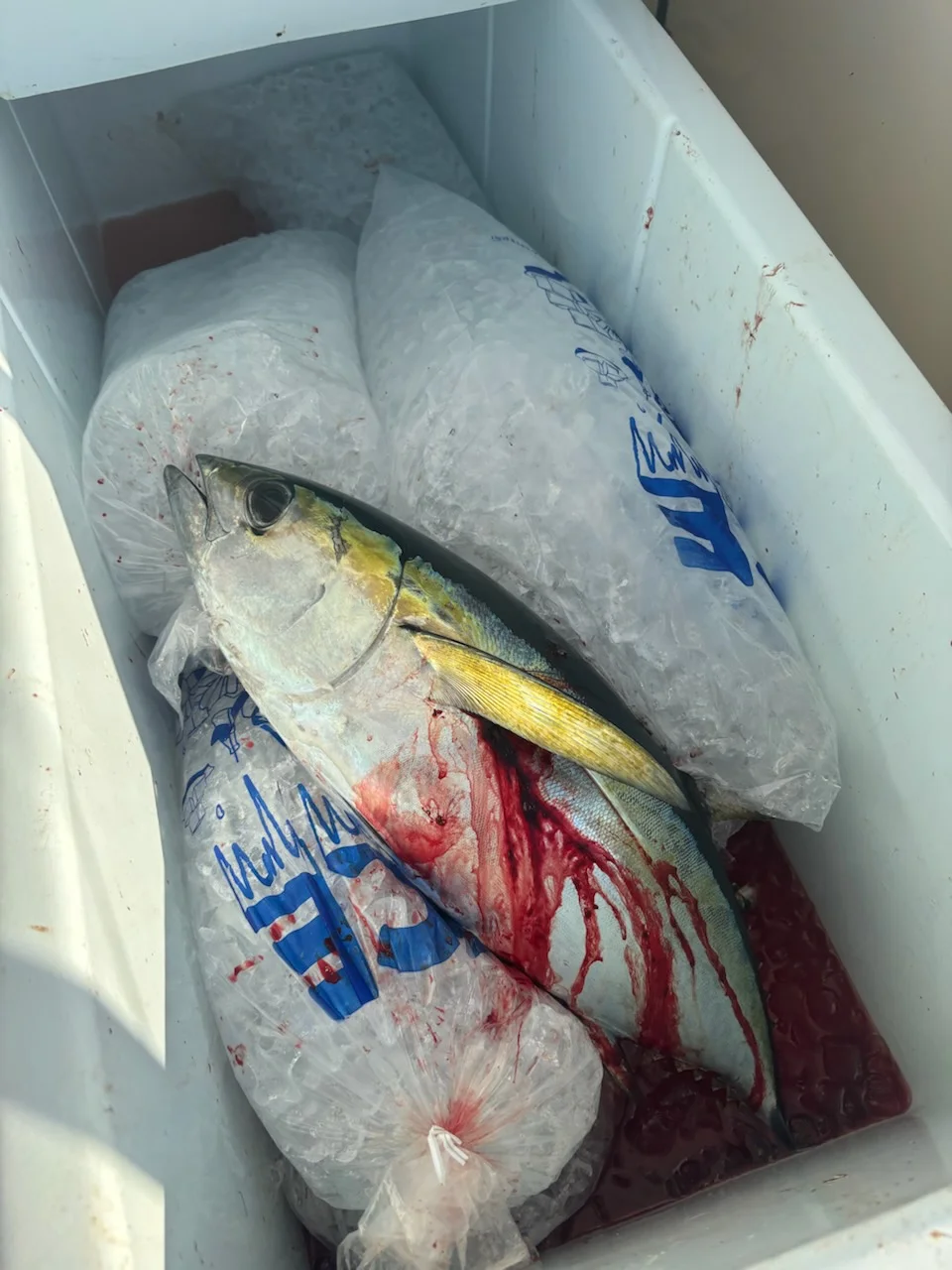 Fishing in West Palm Beach, Florida