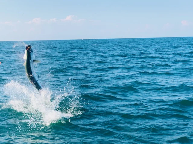 Tarpon fishing in Galveston, Texas