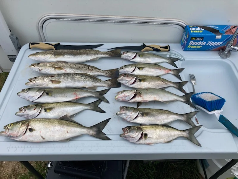 Speckled Trout / Spotted Seatrout fishing in Rodanthe, North Carolina