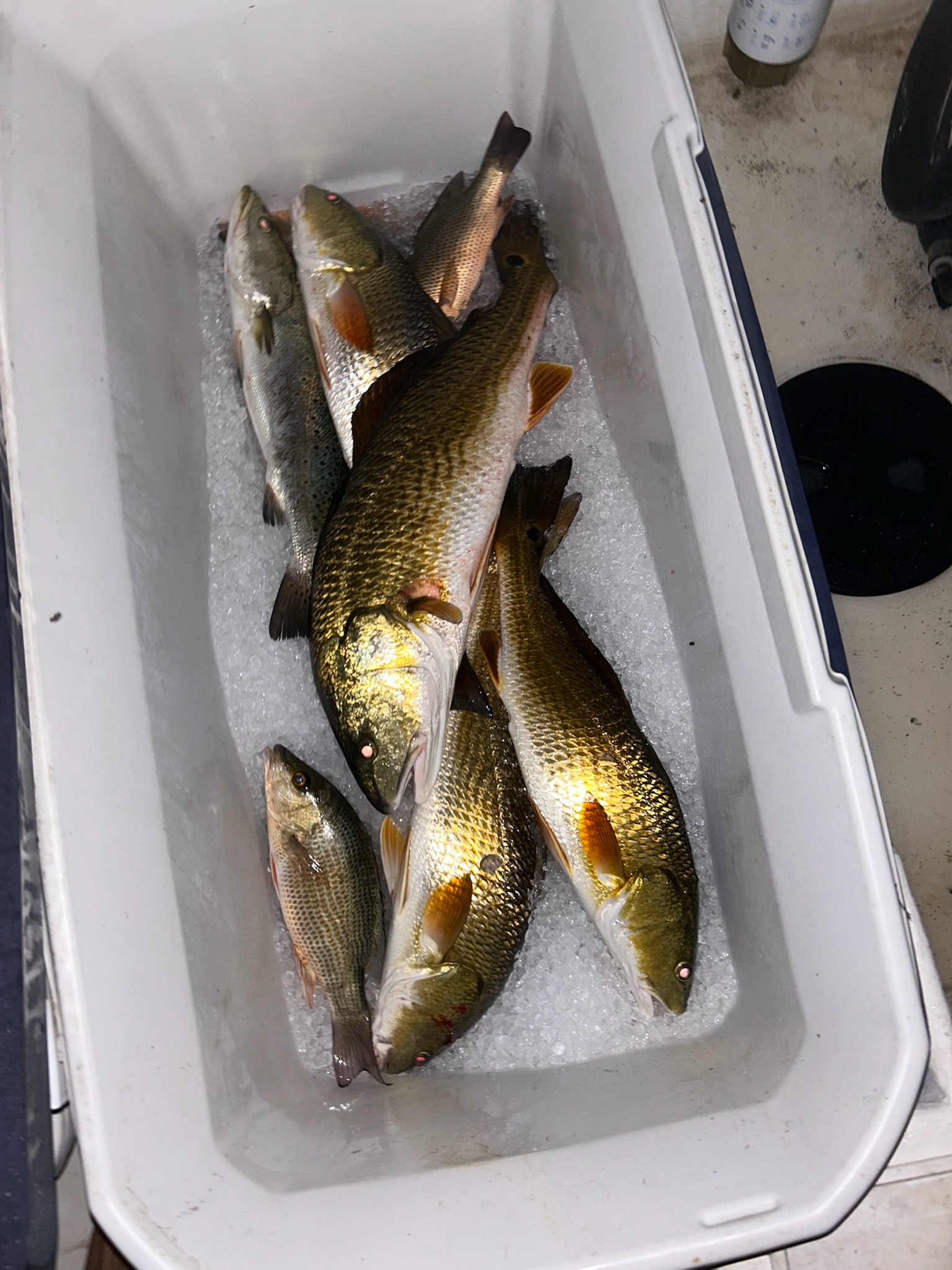 Fishing in Orange Beach, Alabama