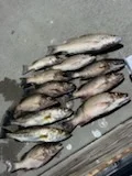 Fishing in Punta Gorda, Florida