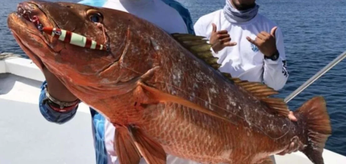 Gag Grouper Fishing in Clearwater, Florida