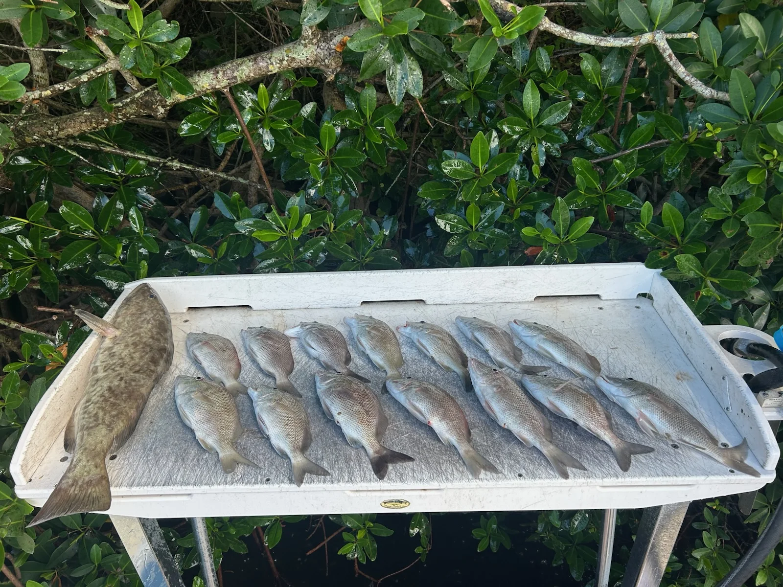 Fishing in St. Petersburg, Florida