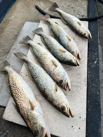 Fishing in Trinity, Florida