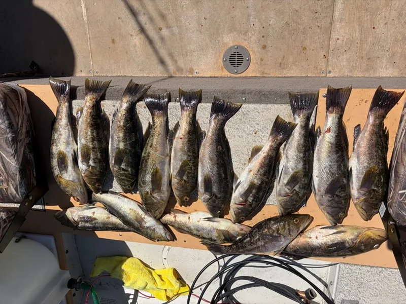 Fishing in Long Beach, California