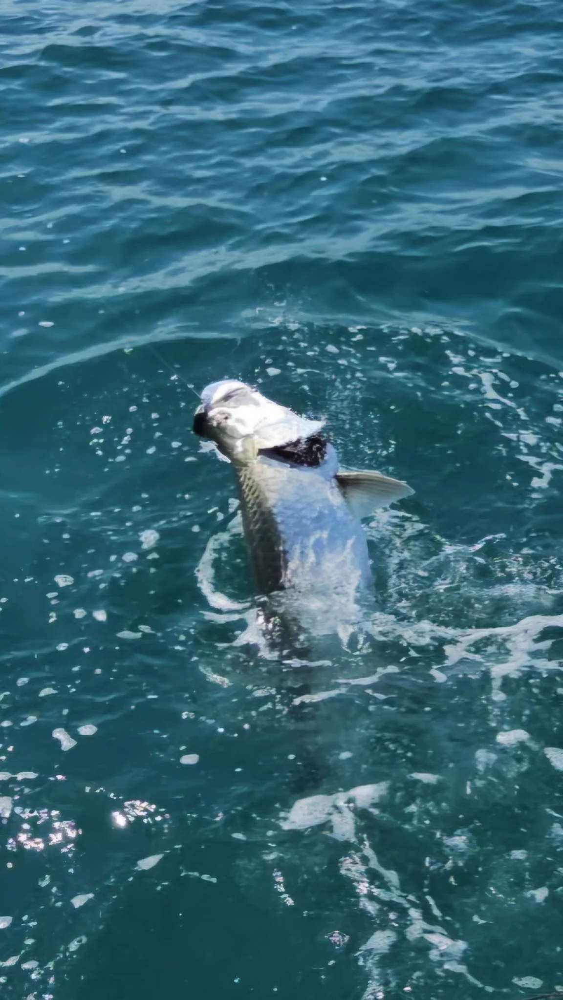 Fishing in Port Charlotte, Florida