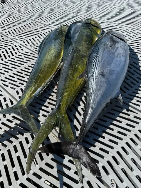 Fishing in Morehead City, North Carolina