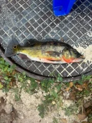 Fishing in Naples, Florida