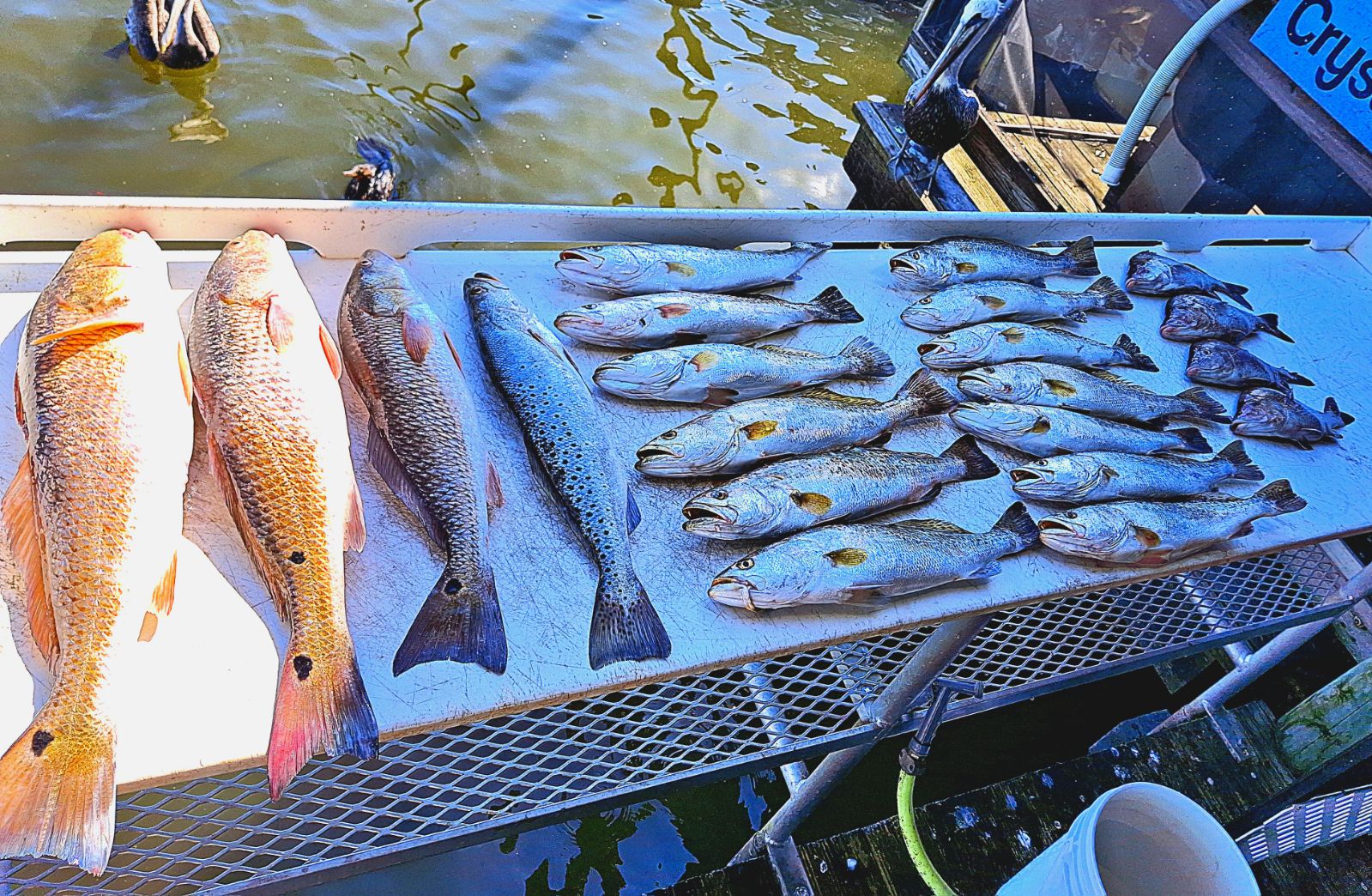 Fishing in Crystal River, Florida