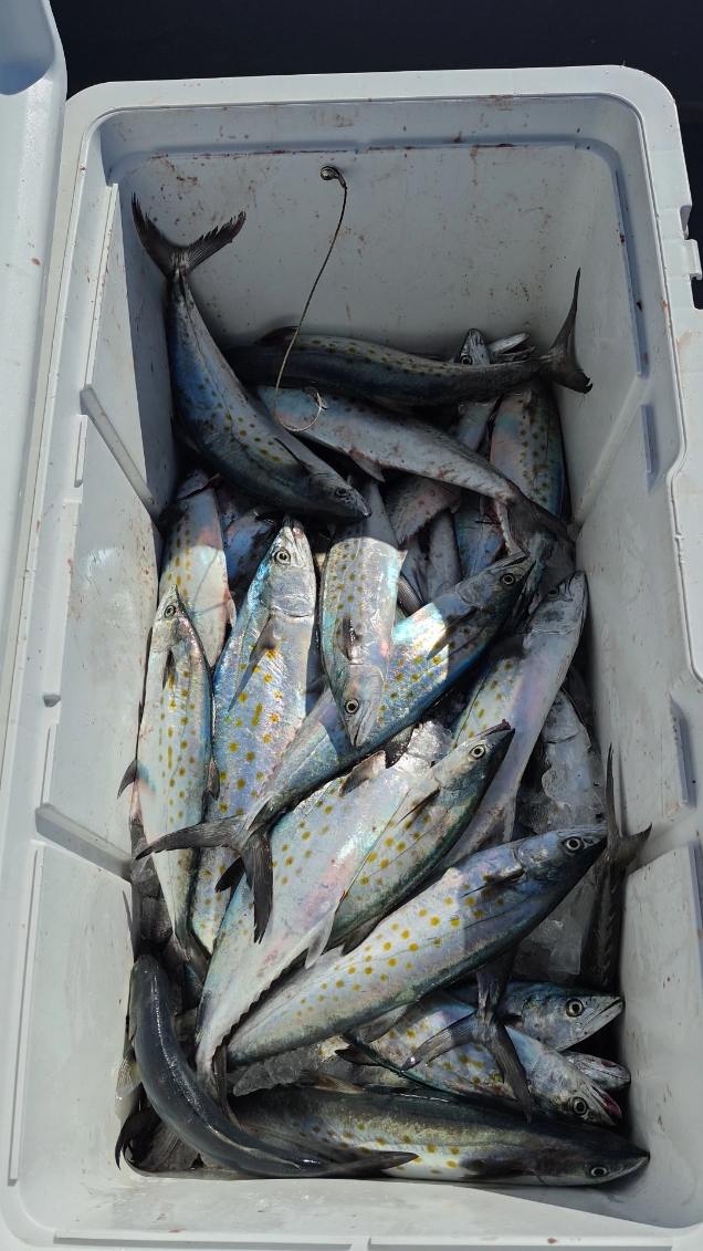 Fishing in Morehead City, North Carolina