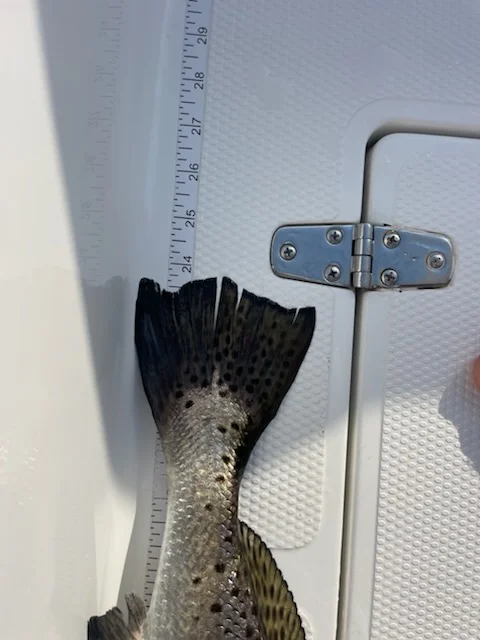 Speckled Trout fishing in