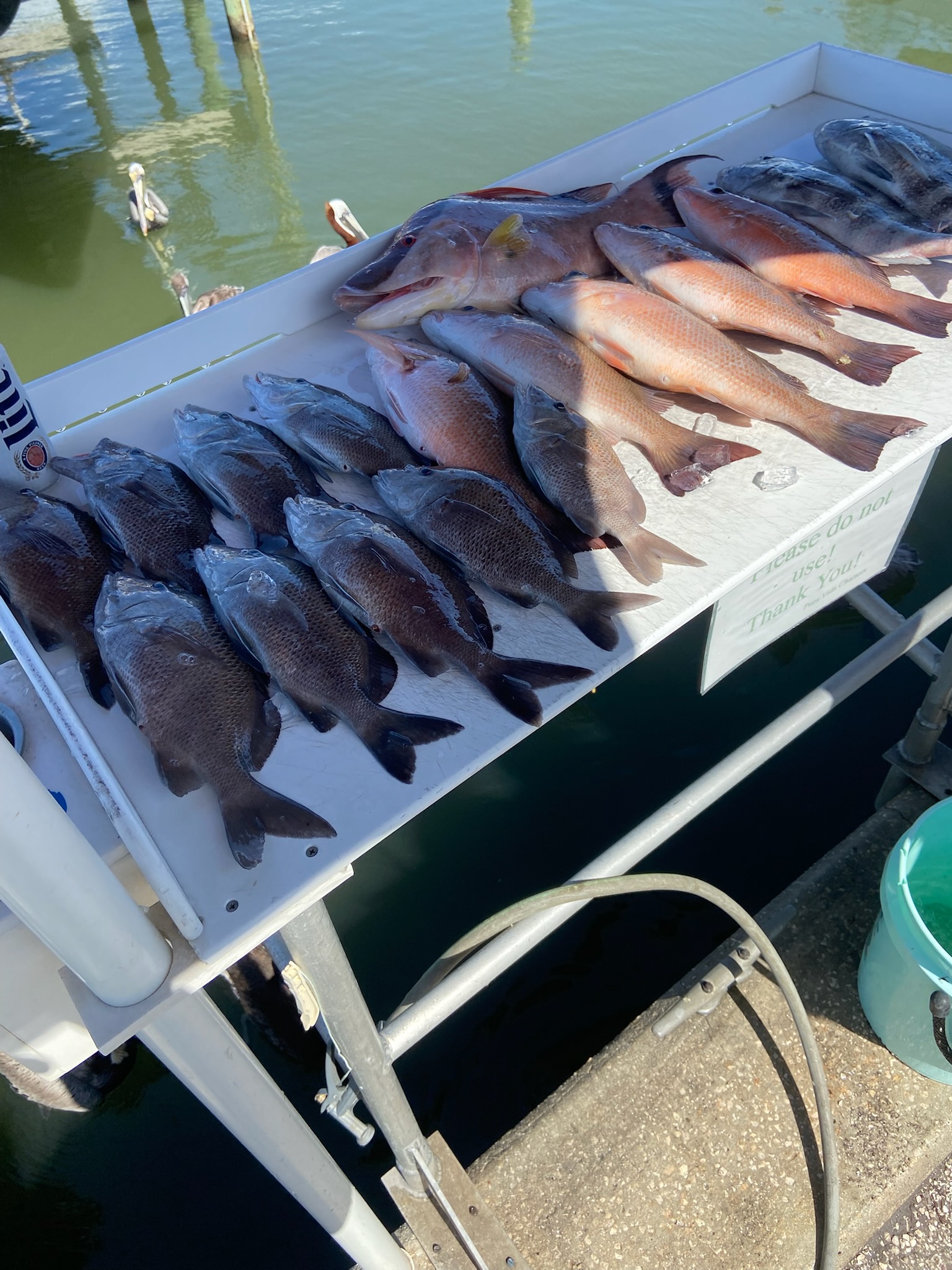 Fishing in St. Petersburg, Florida