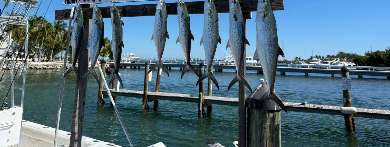 Fishing in Marathon, Florida