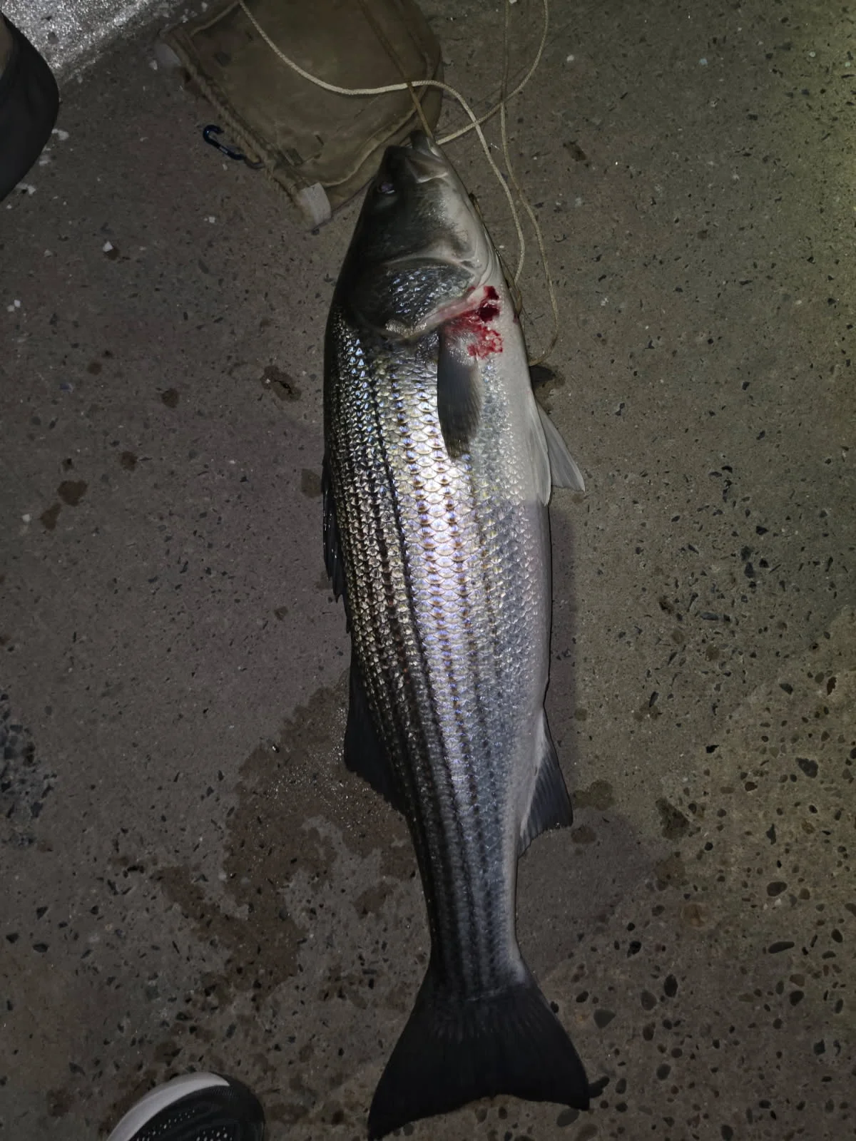Fishing in Stone Harbor, New Jersey