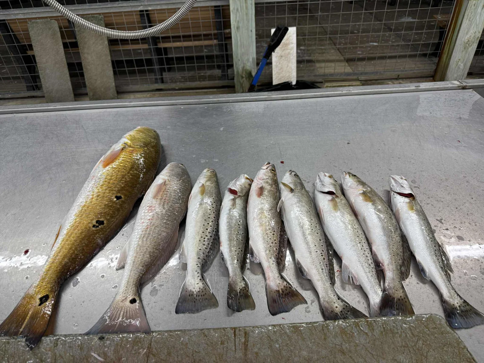 Fishing in Galveston, Texas