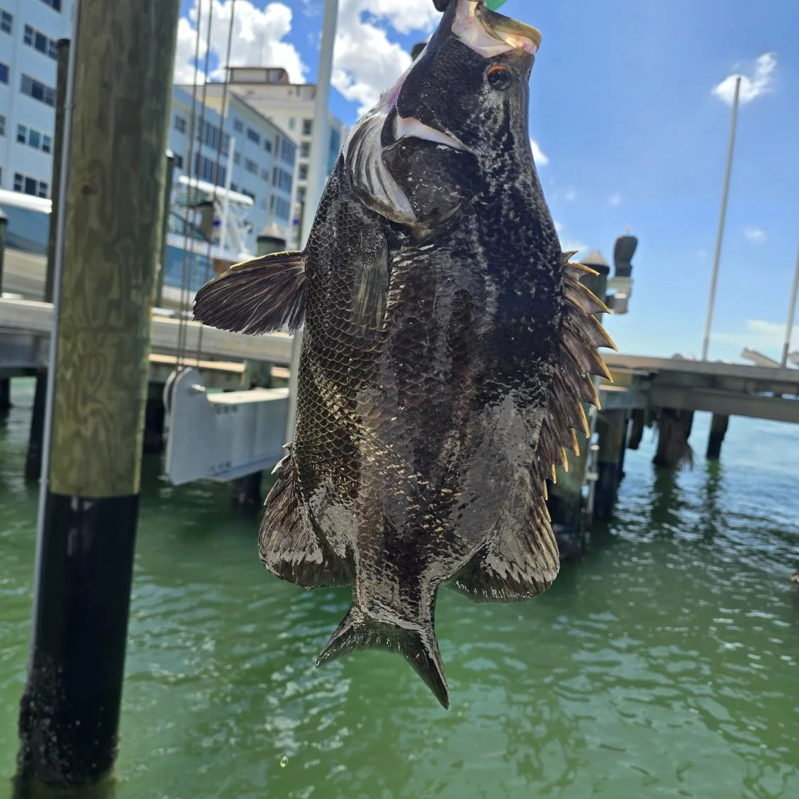 Fishing in Sarasota, Florida