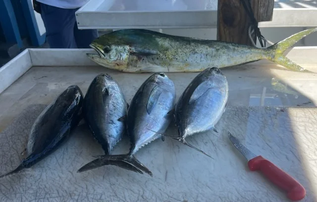 Fishing in Tavernier, Florida