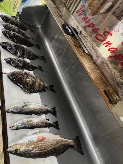 Black Drum, Speckled Trout / Spotted Seatrout Fishing in Biloxi, Mississippi